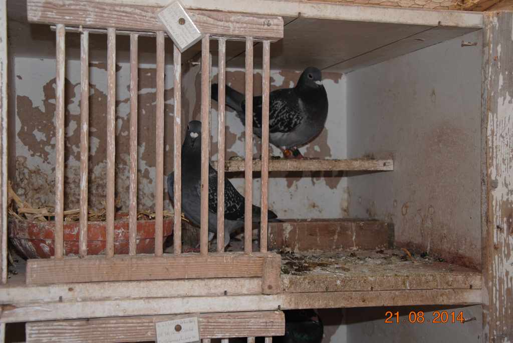 casier typique mangeoire bois individuelle