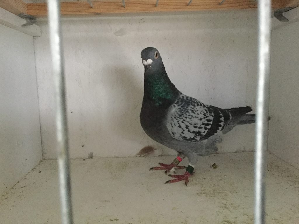 pigeon1