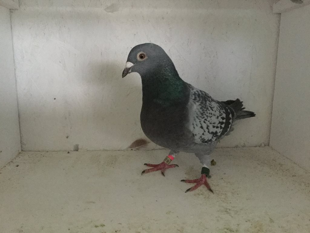 pigeon 2