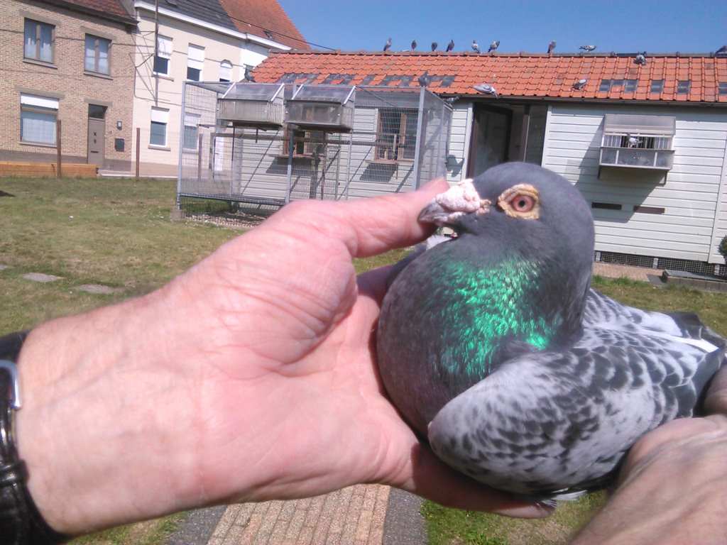 IMG 20170829 122337 1