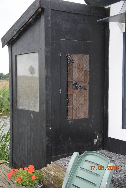 Colombier reproducteurs