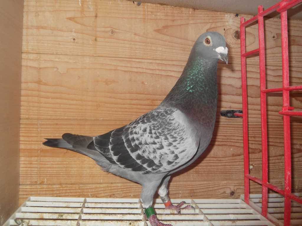 pigeon
