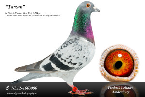 NL12 1663986 tarzan
