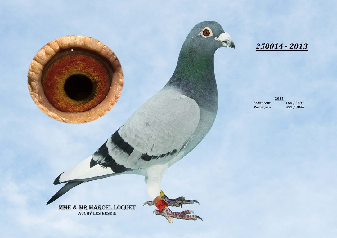 250014 Loquet Copier