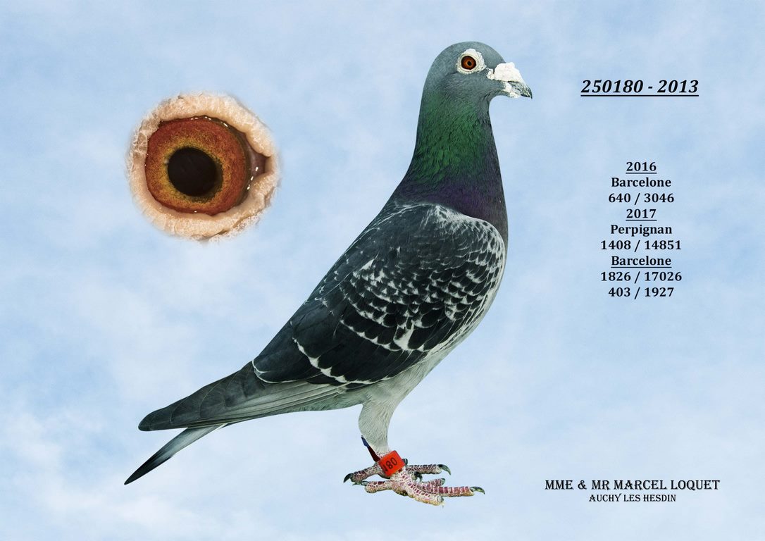 250180 loquet Copier