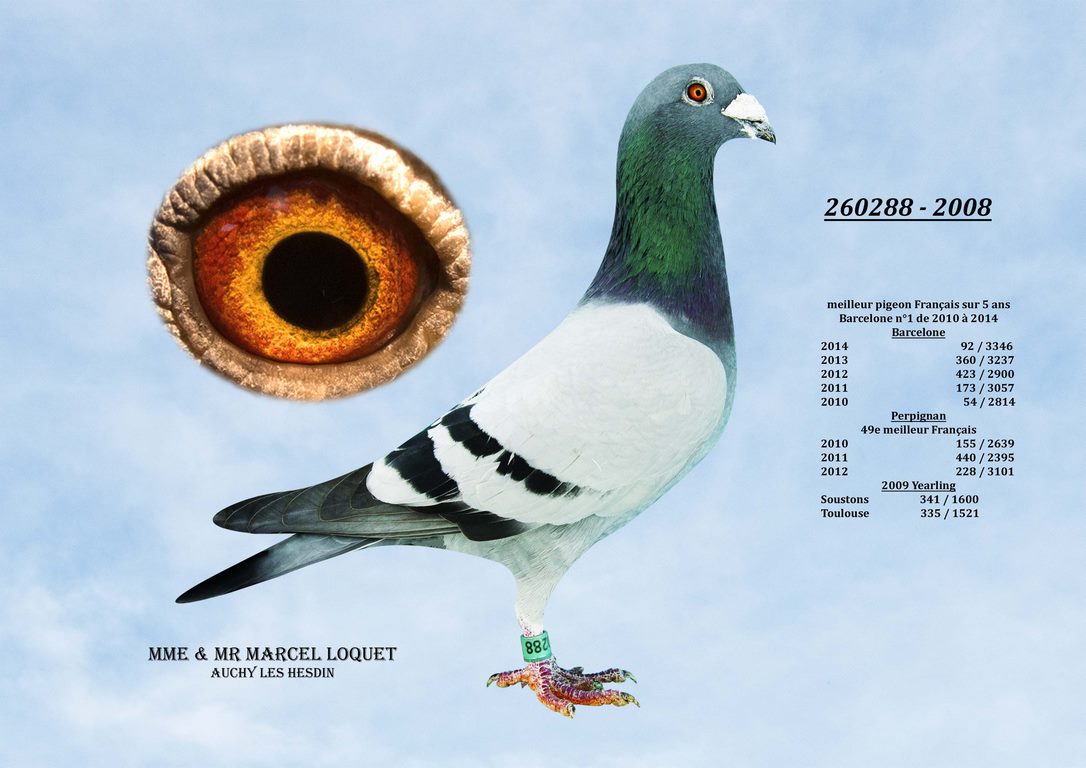 260288 loquet Copier