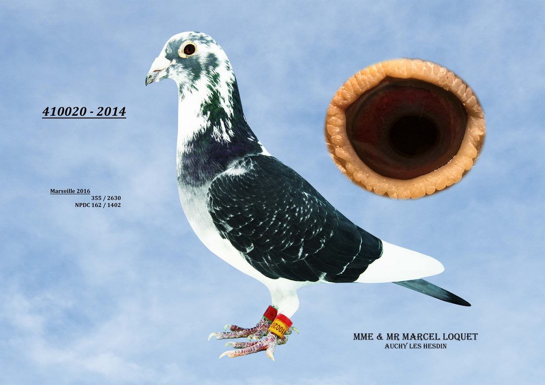 410020 Loquet Copier