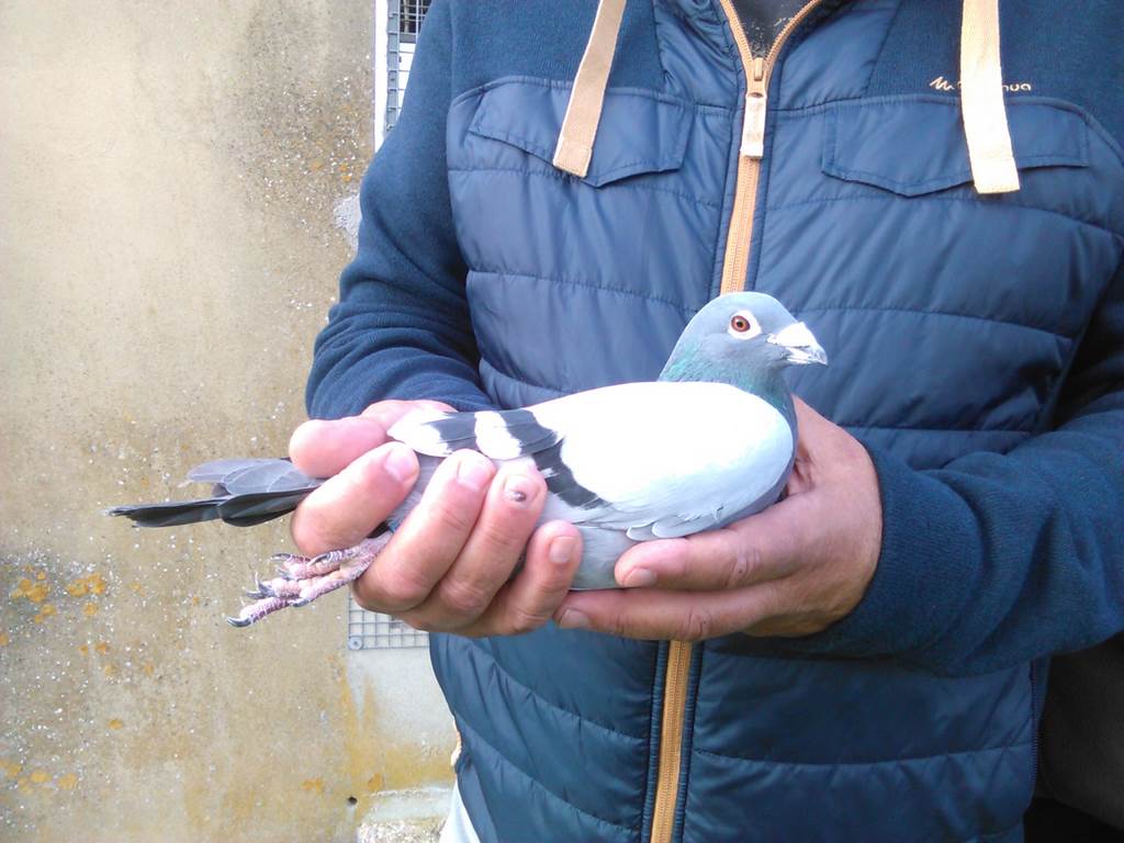 IMG 20171021 144316 1