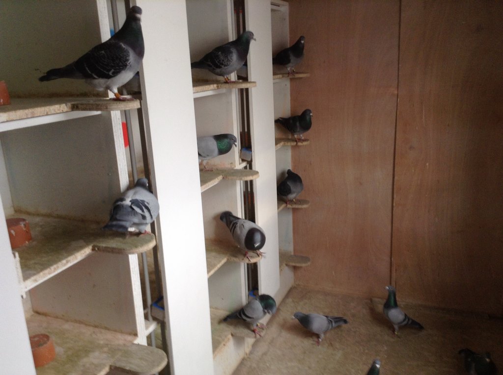 compartiments veufs 1