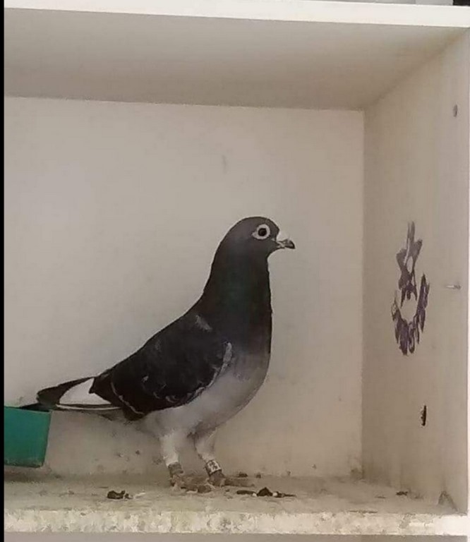 Bakayoko 2ASPIG assen Copier