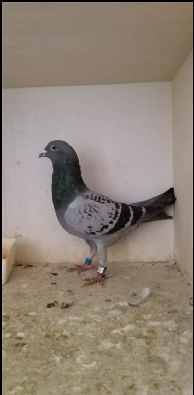 Bart 3marathon assen Copier