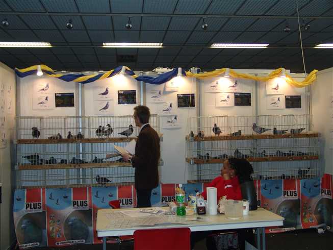 Vente pigeonneaux Houten