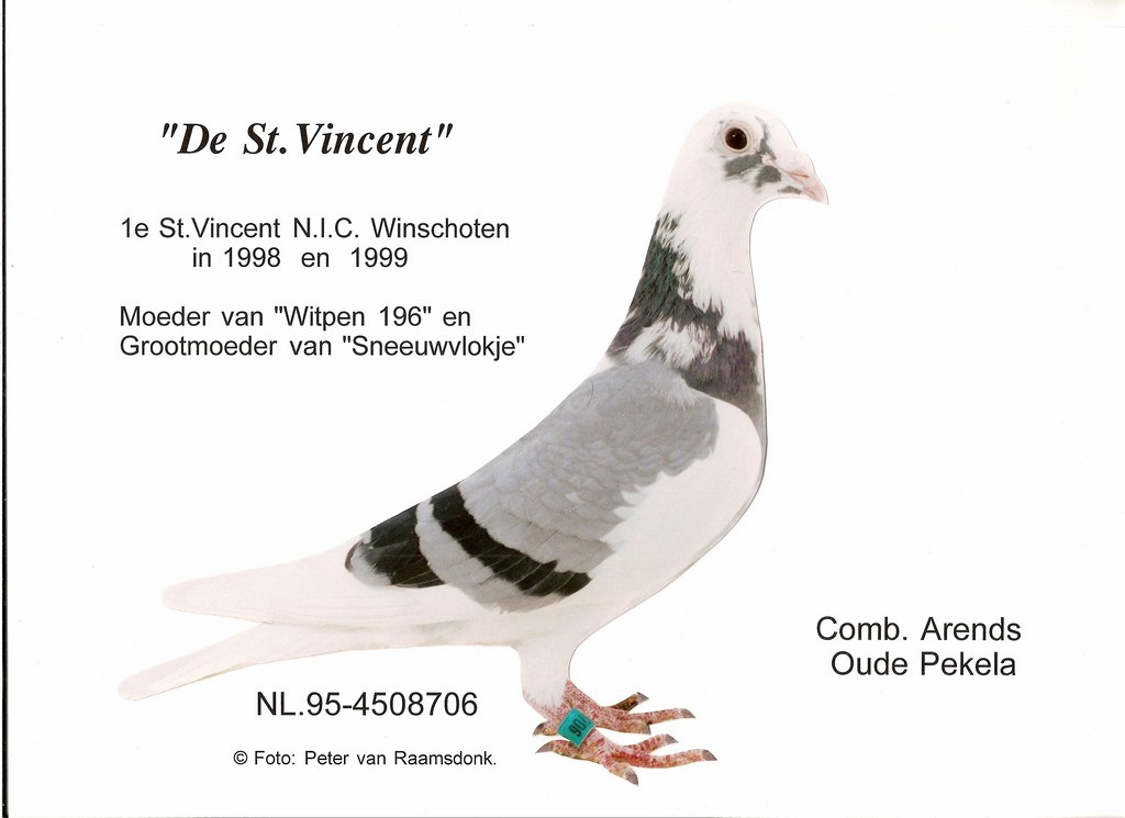 Comb.Arends De St Vincent Reproductrice de base Copier