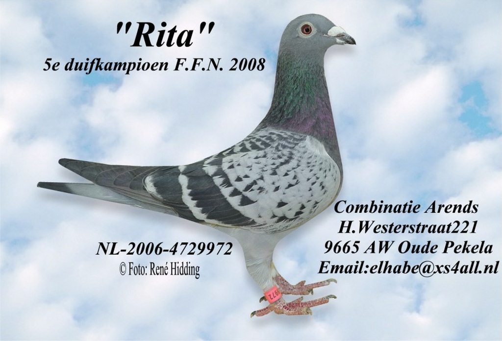 Comb.Arends Rita 5.As Pigeon FFN 2008 Copier