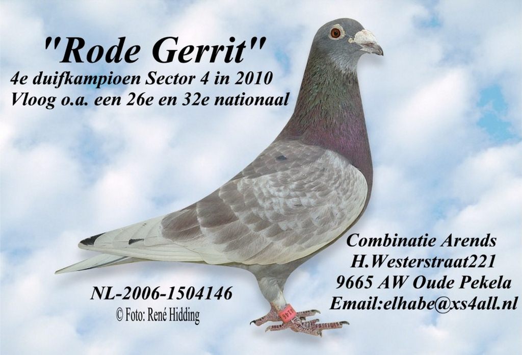 Comb.Arends Rode Gerrit 4.As Pigeon Sector IV 2010 Copier
