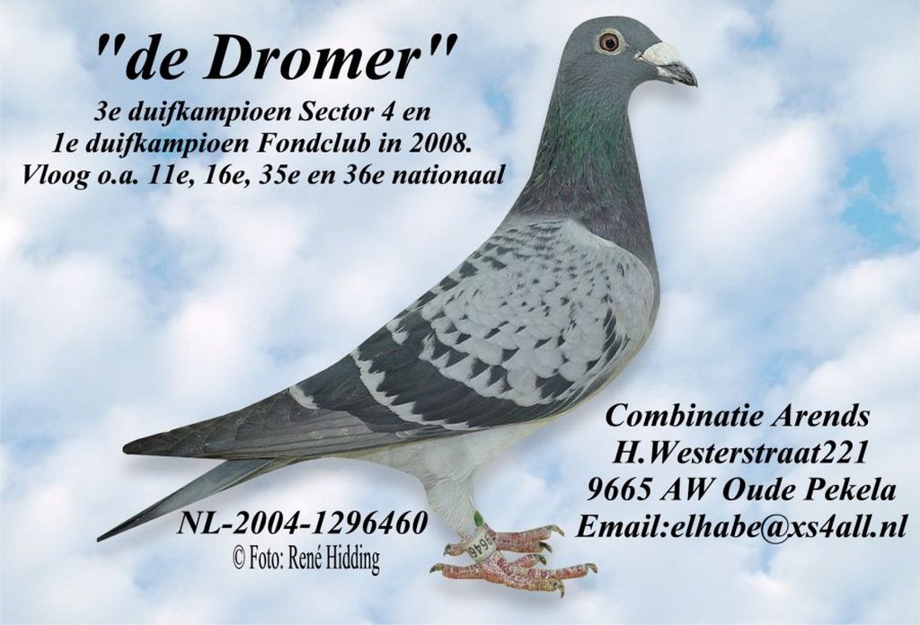Comb.Arends de dromer 4.As Pigeon Sector IV 2008 Copier
