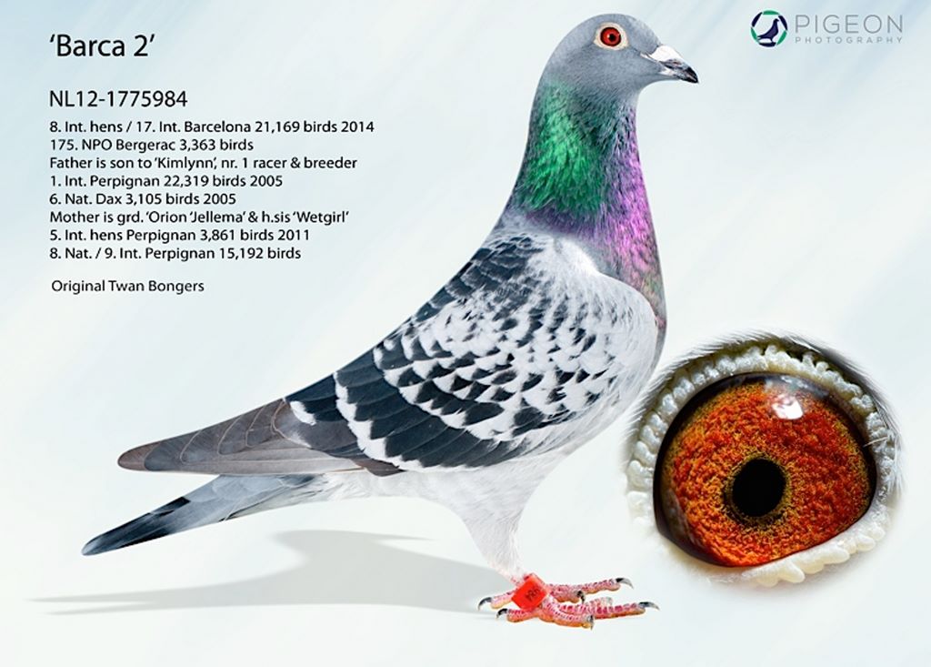 bongers 17 int barcelone 1