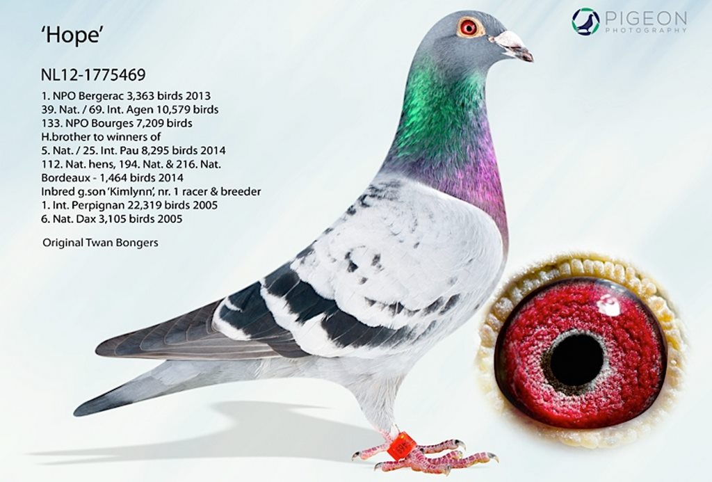 bongers 1 NPO bergerac 1