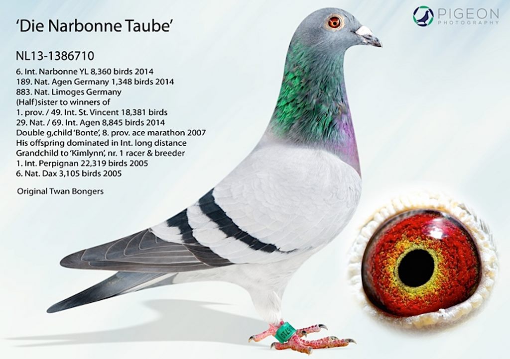 bongers 6 int narbonne 1