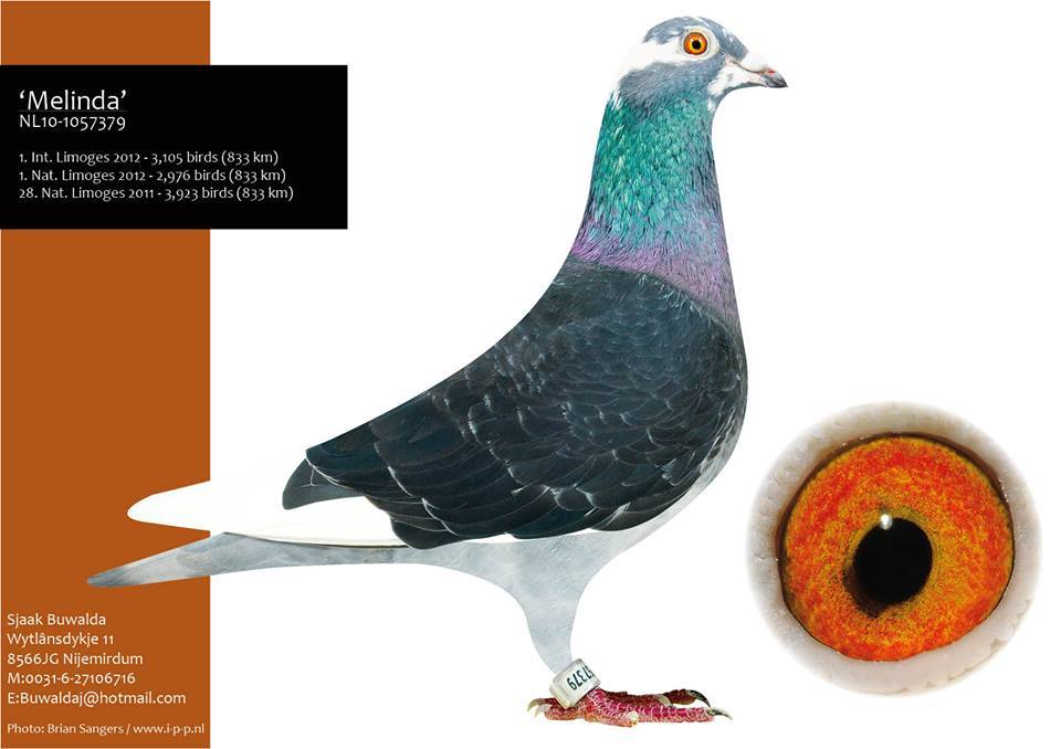 002 buwalda melinda 1 int limoges 12