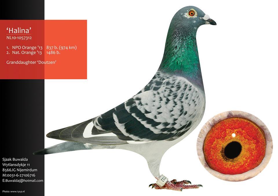 003 buwalda halina 1 nat orange 13