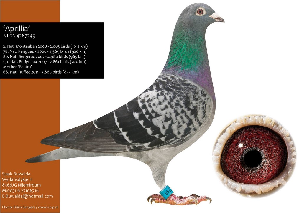 004 buwalda aprillia 2 Nat Montauban