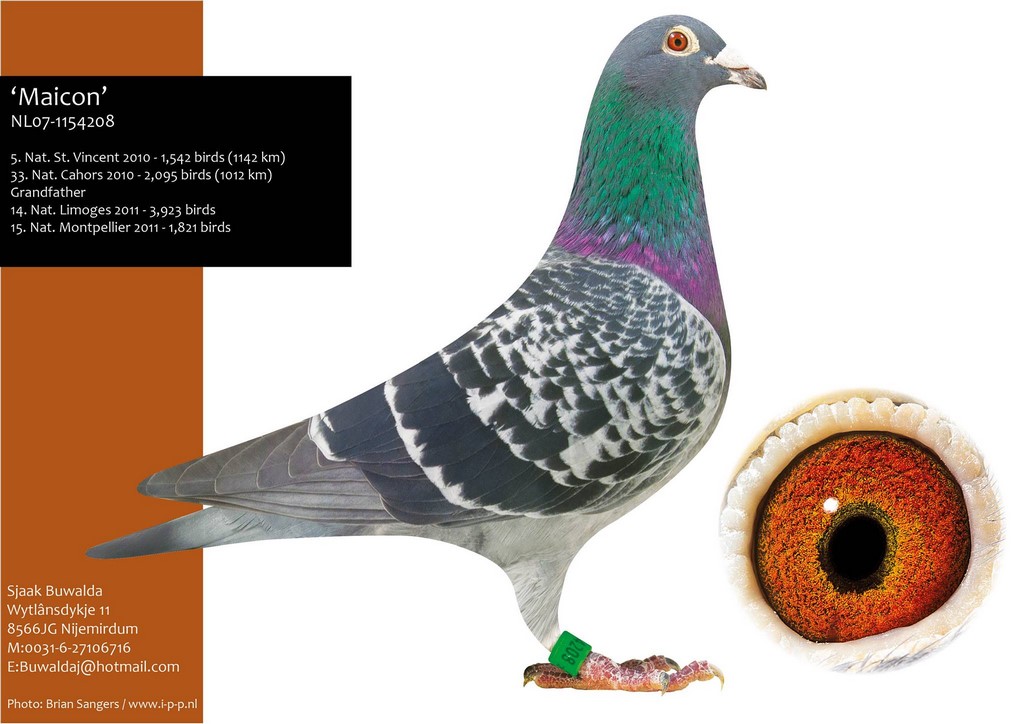 005 buwalda maicon 5 Nat St Vincent