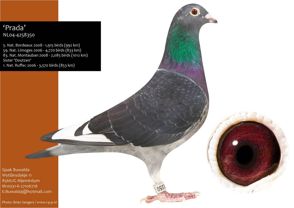 006 buwalda prada 5 Nat Bordeaux