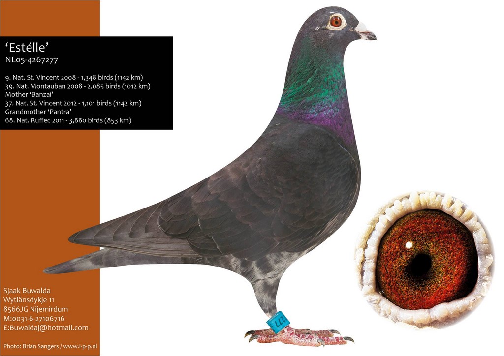 007 buwalda estelle 9 Nat St Vincent