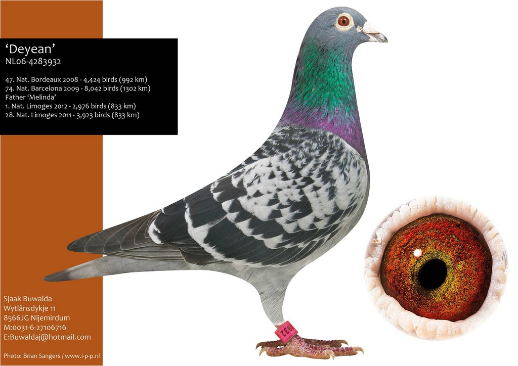 008 buwalda deyean repro de bas prix barcelone 1302km