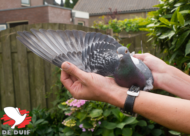 Cluistra-aile NL10-1721592