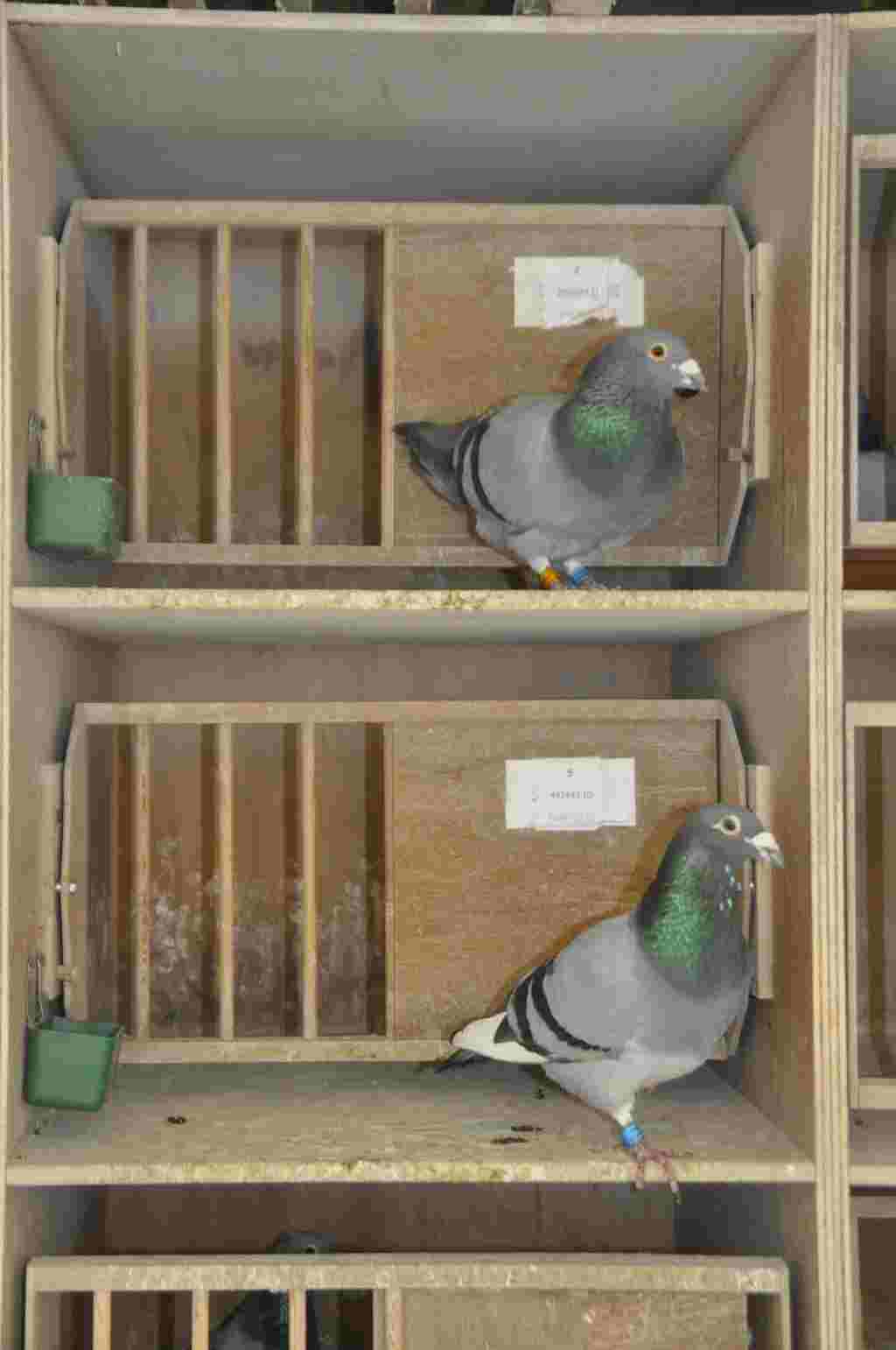 12ème national St Vincent 2014