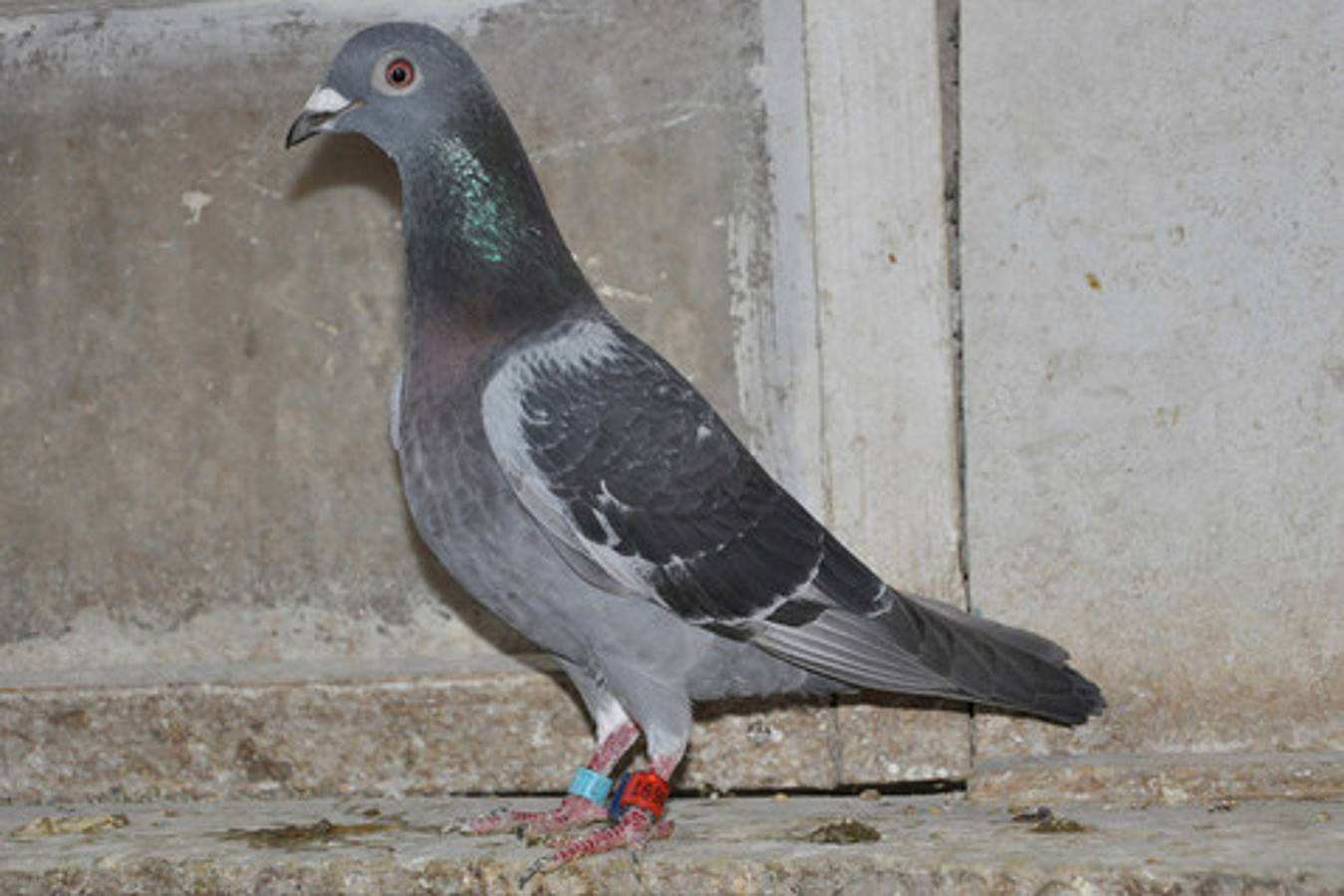68697 13 47 Int Narbonne 8360pigeons 1