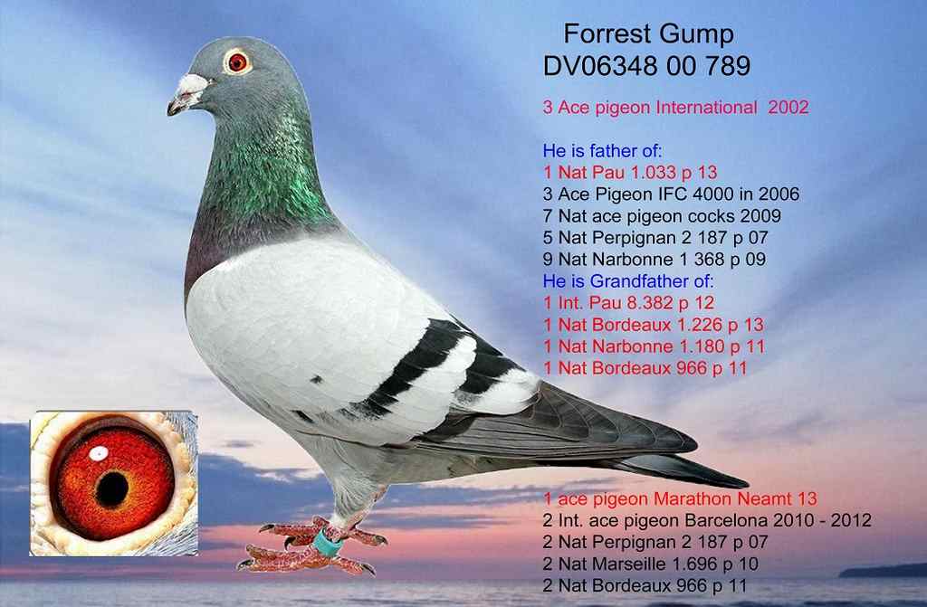 forest gump pere 1 nat perpignan