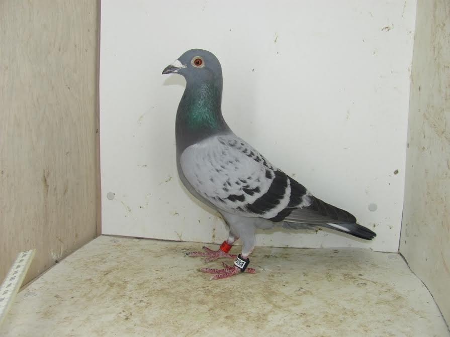 freialdenhofen 1 nat perpignan