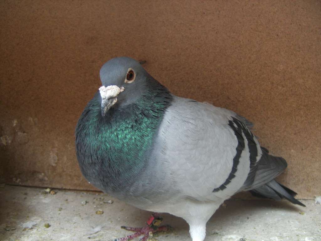 grislain 1 nat pau 1