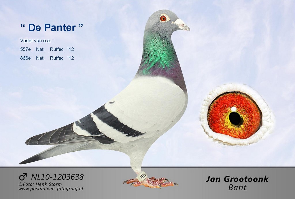 de panter pere 1 nat limoges 2014