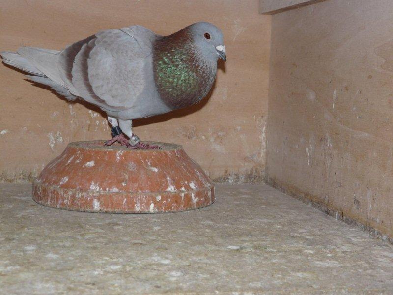 2009704 10 54 Nat Marseille 54 Nat Bordeaux