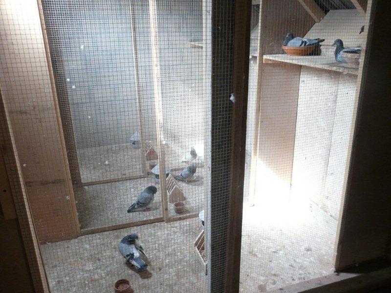 Les 3 couples de repro en box individuels 1