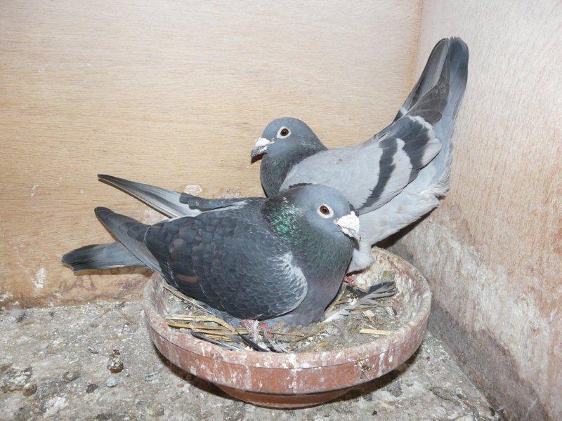 Parents du De Cahors