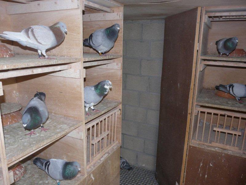 intérieur colombier des mâles