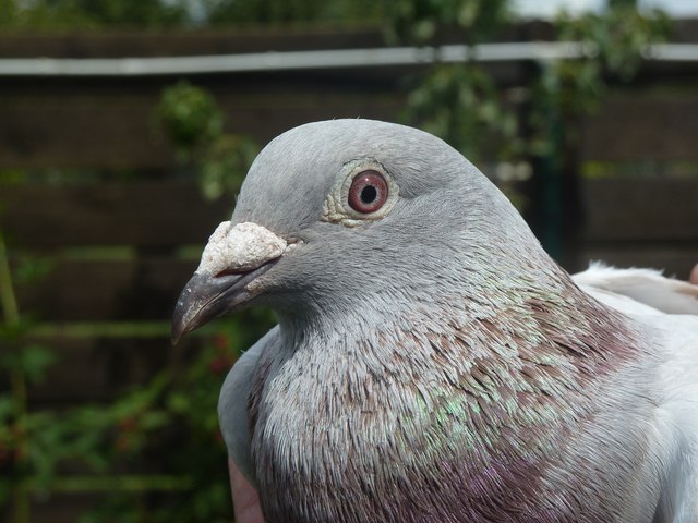 heller kopf 1nat narbonne Copier