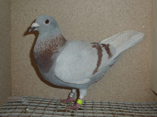 heller lady narbonne Copier