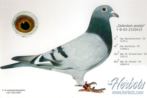 gebroken pootje 3336 nat barcelone