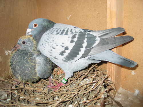 dirke pere 1 int barcelone