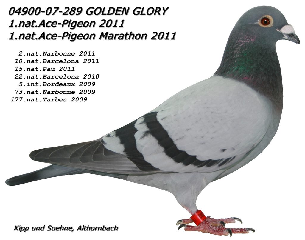 golden glory 1 as pigeon 2011