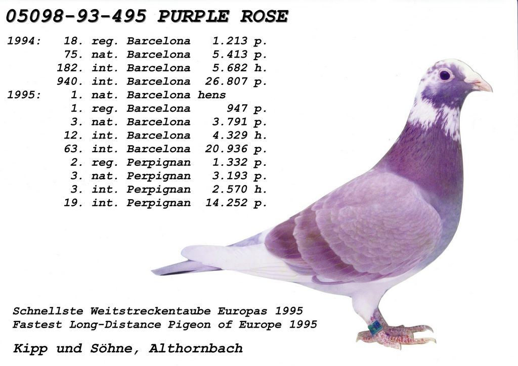 purple rose as pigeon international 1995