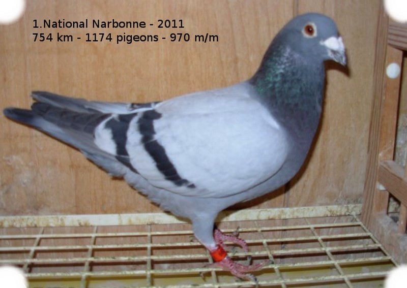 1 national narbonne 2011 1