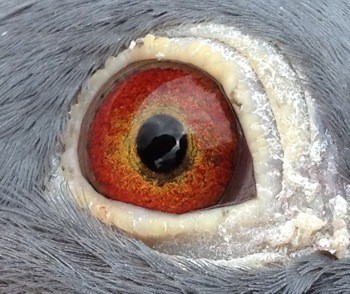 oeil 08 1962728