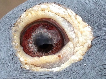 oeil 08 1962771